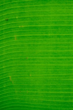 Yeşil taze muz yaprağını kapat doğa arka planı