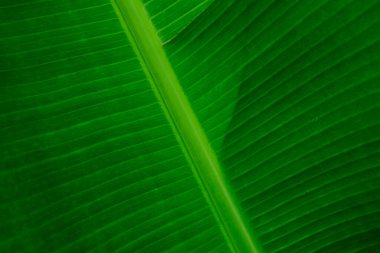 Yeşil taze muz yaprağını kapat doğa arka planı