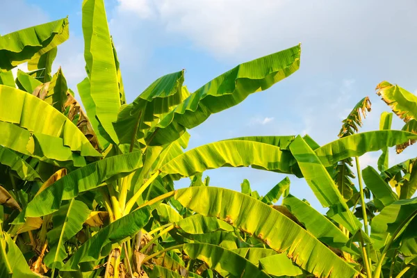 Plantación Hojas Plátano Contra Industria Frutos Nubes Cielo Azul —  Fotos de Stock