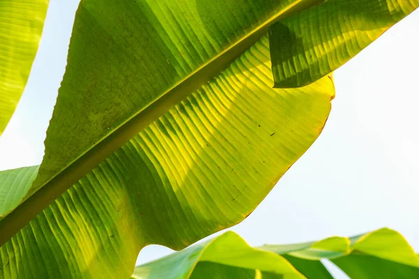 Banana tree leaf plantation against blue sky cloud fruit industry