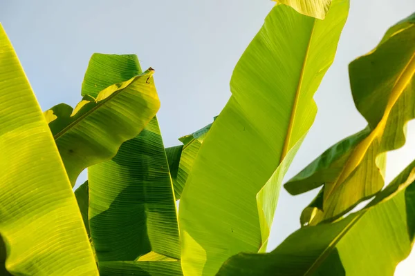 Plantación Hojas Plátano Contra Industria Frutos Nubes Cielo Azul —  Fotos de Stock