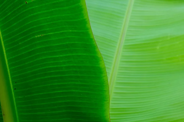Primer Plano Verde Plátano Fresco Hoja Textura Naturaleza Fondo —  Fotos de Stock