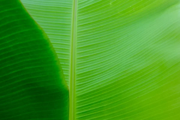 Primer Plano Verde Plátano Fresco Hoja Textura Naturaleza Fondo —  Fotos de Stock