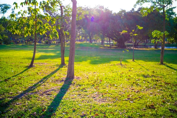 Solnedgång Staden Grön Park Med Träd Natur Landskap Grön Äng — Stockfoto