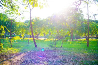Ağaç doğa manzaralı yeşil çayır çimenli yeşil bir parkta gün batımı