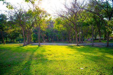 Ağaç doğa manzaralı yeşil çayır çimenli yeşil bir parkta gün batımı