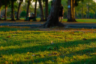 Ağaç doğa manzaralı yeşil çayır çimenli yeşil bir parkta gün batımı