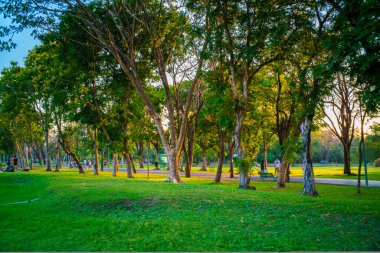 Ağaç parkındaki yeşil çayır gün batımı aydınlık doğa arka planı