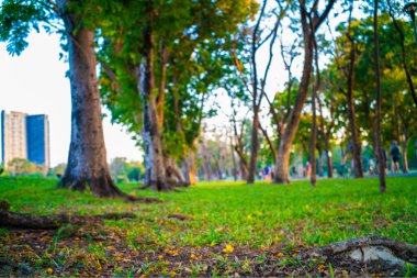 Ağaç parkındaki yeşil çayır gün batımı aydınlık doğa arka planı