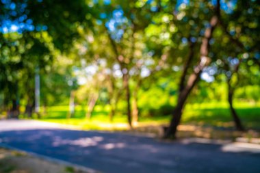 Bulanık yeşil ağaç, ağaç dalı güneş ışığıyla birlikte parkın arka planında kalır.