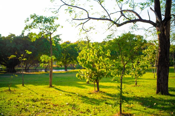 夕阳西下 绿树成荫 绿草如茵 — 图库照片