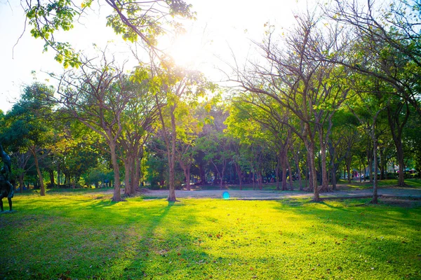 Zonsondergang Stad Groen Park Met Boom Natuur Landschap Groen Weiland — Stockfoto