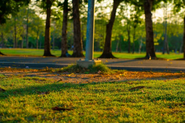 Sunset in city green park with tree nature landscape green meadow grass