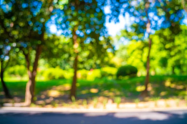 Suddigt Grönt Träd Blad Med Träd Gren Sol Ljus Park — Stockfoto