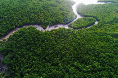 Aerial top view green tropical mangrove forest with river to sea bay morning sunrise ecology system nature landscape clipart