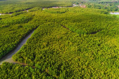 Hava manzaralı yeşil tropikal mangrov ormanı nehirden denize sabah güneşinin doğuşu ekoloji sistemi tabiatı