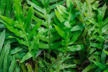 Bahçedeki yeşil eğrelti otunun dokusu