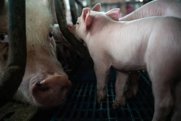 Leitão Recém Nascido Sucção Leite Indústria Animal Criação Carne — Fotografia de Stock