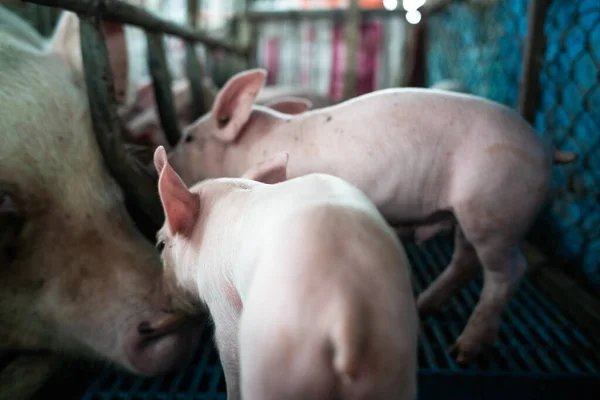 Leitão Recém Nascido Sucção Leite Indústria Animal Criação Carne — Fotografia de Stock