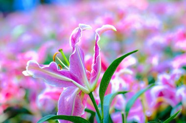 Kış bahçesinde renkli pembe zambak çiçeği yakın