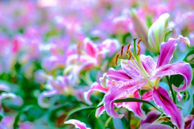 Kış bahçesinde renkli pembe zambak çiçeği yakın