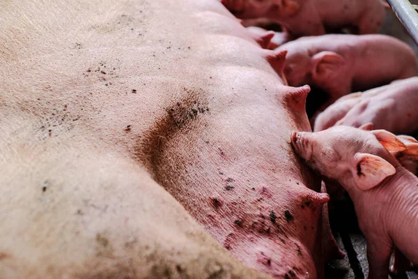 시골의 전통적 산업에서 돼지와 — 스톡 사진