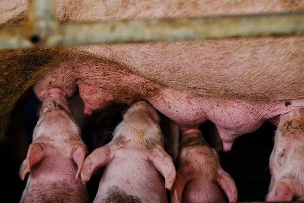 Piglet group with pig in rural traditional farm meat animal industry