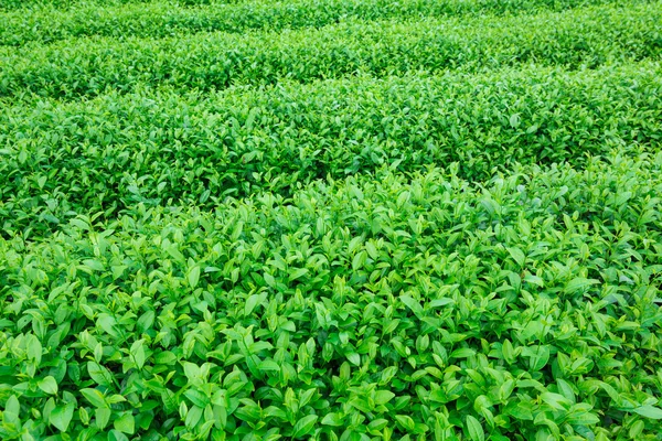 Zelené listy čaje zázemí — Stock fotografie