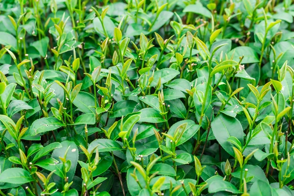 Hojas verdes de fondo de té — Foto de Stock