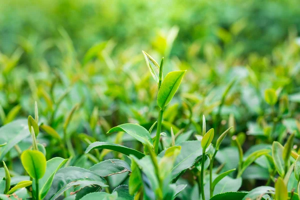 Zavřít z čajových lístků na plantáž — Stock fotografie