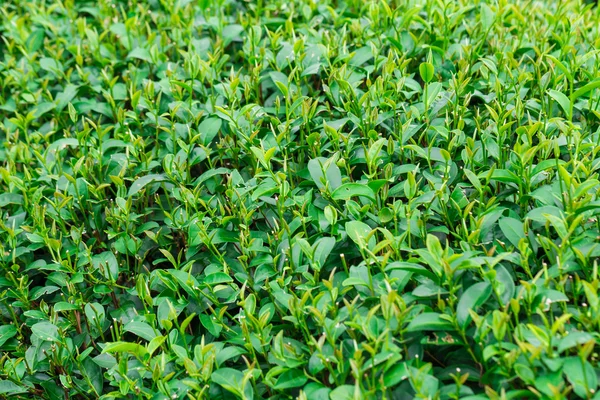 Hojas verdes de fondo de té — Foto de Stock