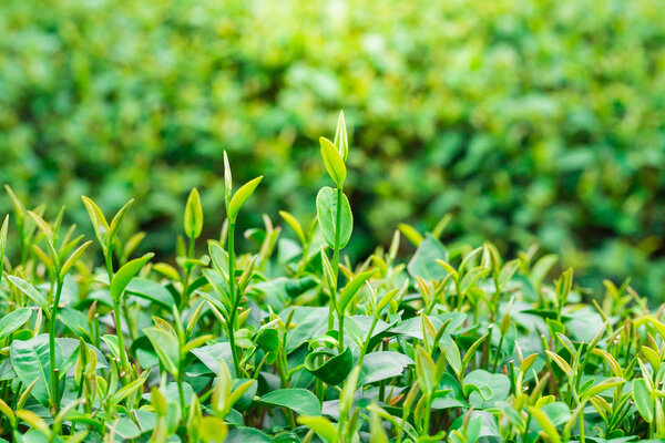 Close up green tea leaves