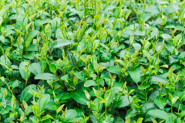 Hojas verdes de fondo de té — Foto de Stock