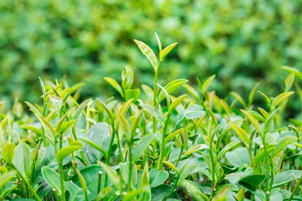 Çay yaprak bir plantation, yakın çekim — Stok fotoğraf