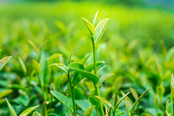 Bliska liści herbaty w plantation — Zdjęcie stockowe