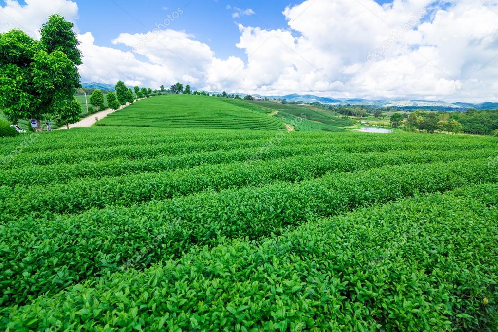 Tea plantation against blue sky, Green leave