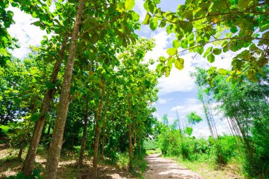 Tik bir tarım orman ağaçlarında, 
