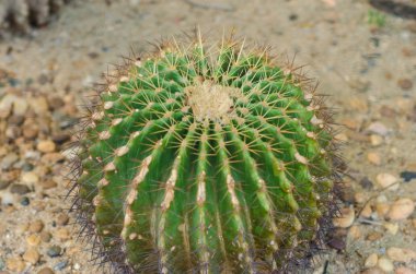 Yeşil kaktüs tomurcukları..