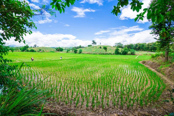 Champ de riz vert et ciel bleu — Photo