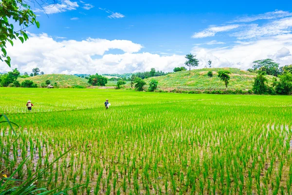 Champ de riz vert et ciel bleu — Photo