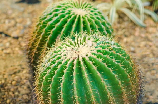 Cactus Plant — Stock Photo, Image
