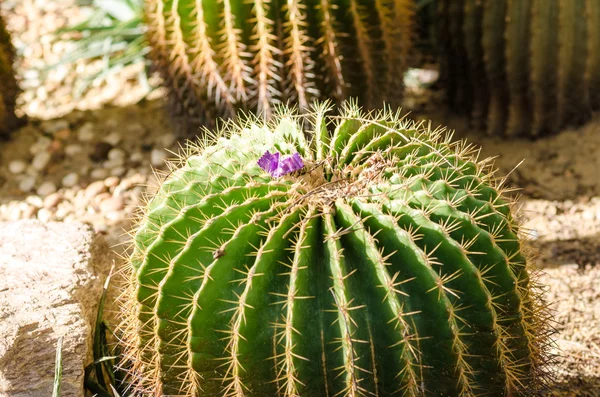 Cactus in Botanic Garden — Stock Photo, Image