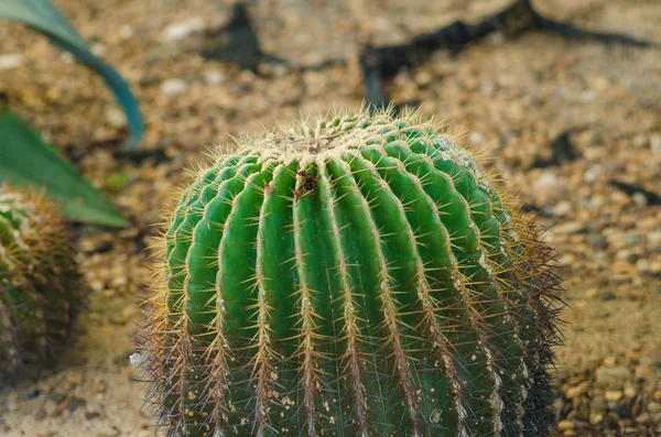 Cactus Plant — Stock Photo, Image