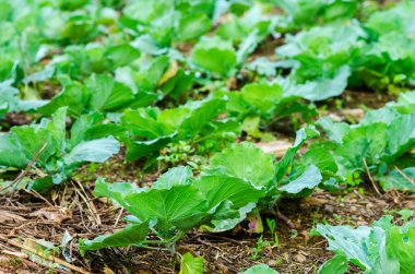 Beyaz lahana kafa bir bahçe