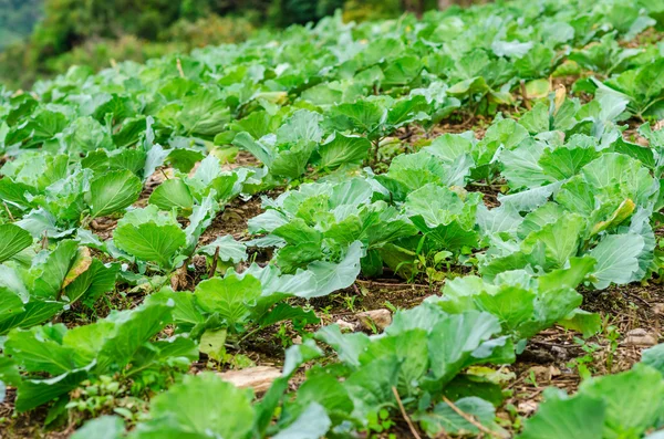 cabbage growing in the garden.