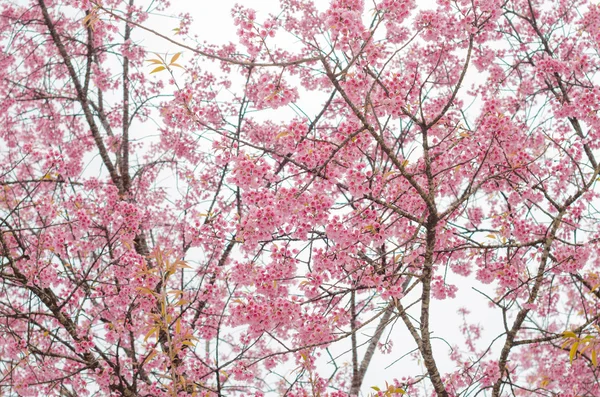 Sakura στον κήπο την άνοιξη. Κεράσι ροζ flowers.beautiful bloss — Φωτογραφία Αρχείου