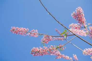 Doi Ang Khang vahşi Himalaya kiraz çiçek