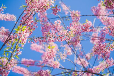 Kış aylarında çiçek açan Tayland'da Tay sakura