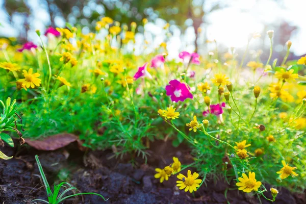 Fondo amarillo flor con luz del sol . — Foto de Stock