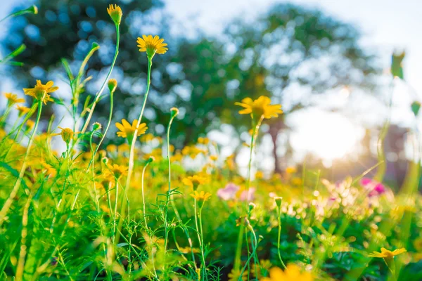 Fondo amarillo flor con luz del sol . — Foto de Stock